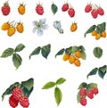 Set of raspberry berries with flowers and leaves isolated on white background. Royalty Free Stock Photo